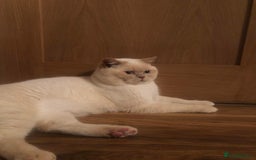 British Shorthair cats for stud: Zeus-Cream of the crop! GCCF/TICA reg  - Image 4