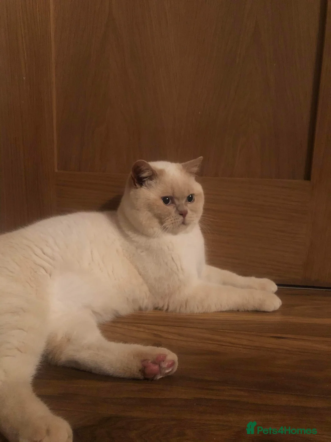 British Shorthair cats for stud: Cream of la crop! Blood group B. GCCF/TICA reg  - Advert 5