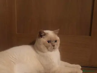 British Shorthair cats Cream of la crop! Blood group B. GCCF/TICA reg - Advert 16