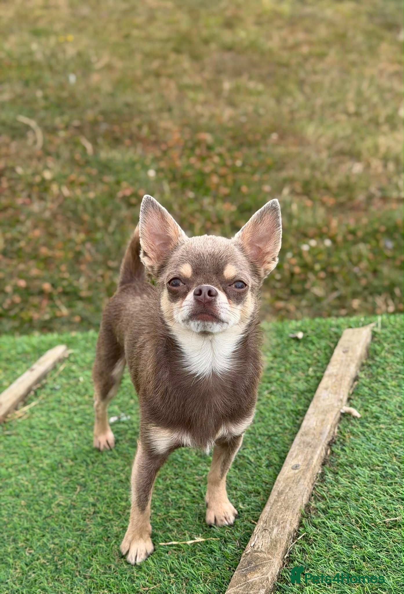 Chihuahua dogs Beautiful smooth lilac coat chihuahua boy - Advert 1