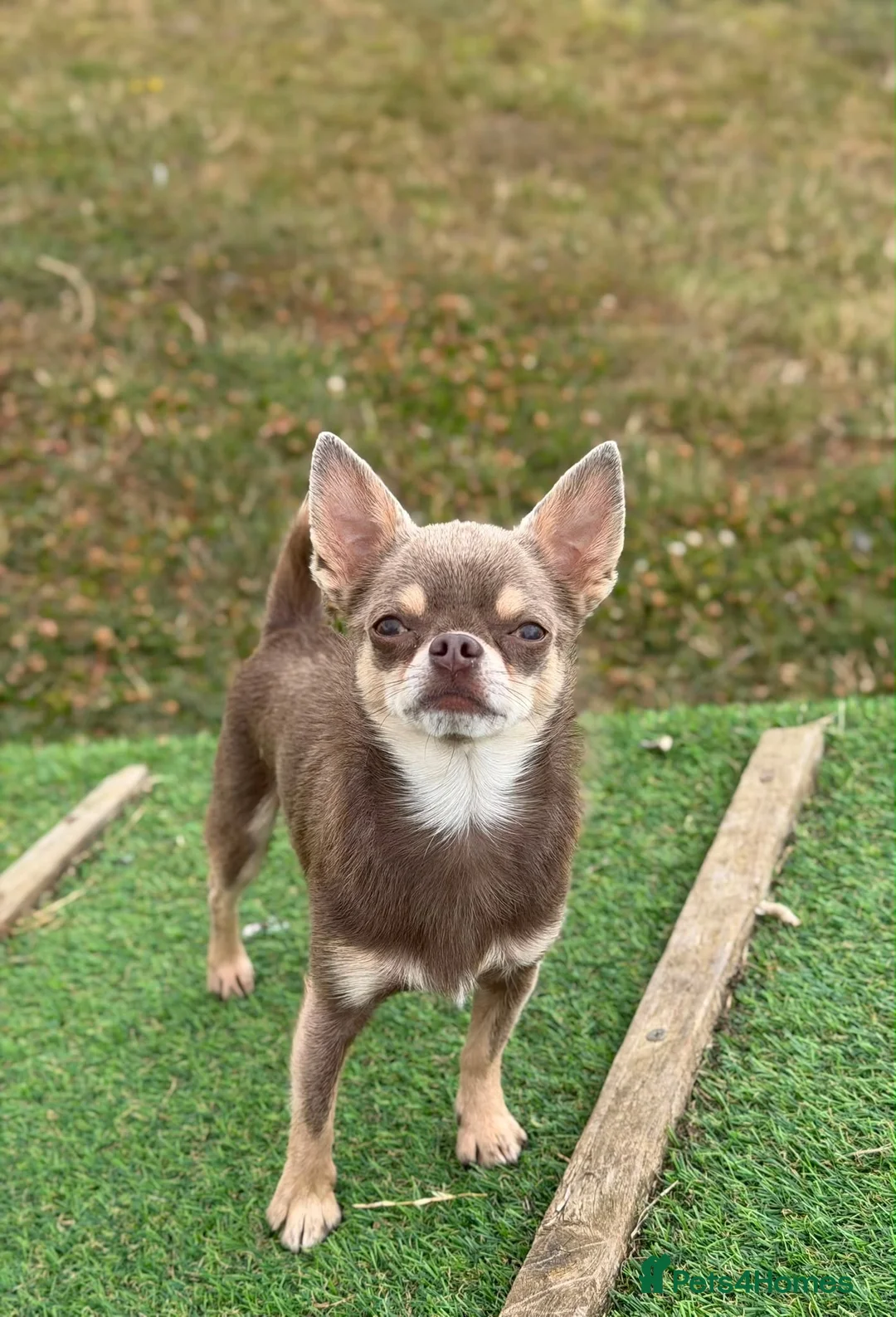 Chihuahua dogs for stud: Beautiful smooth lilac coat chihuahua boy in Stockton-on-Tees - Advert 1
