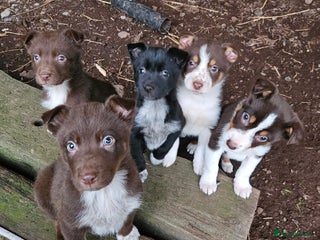 Mixed Breed dogs for sale: brown collie puppies (1 black) - Advert 1
