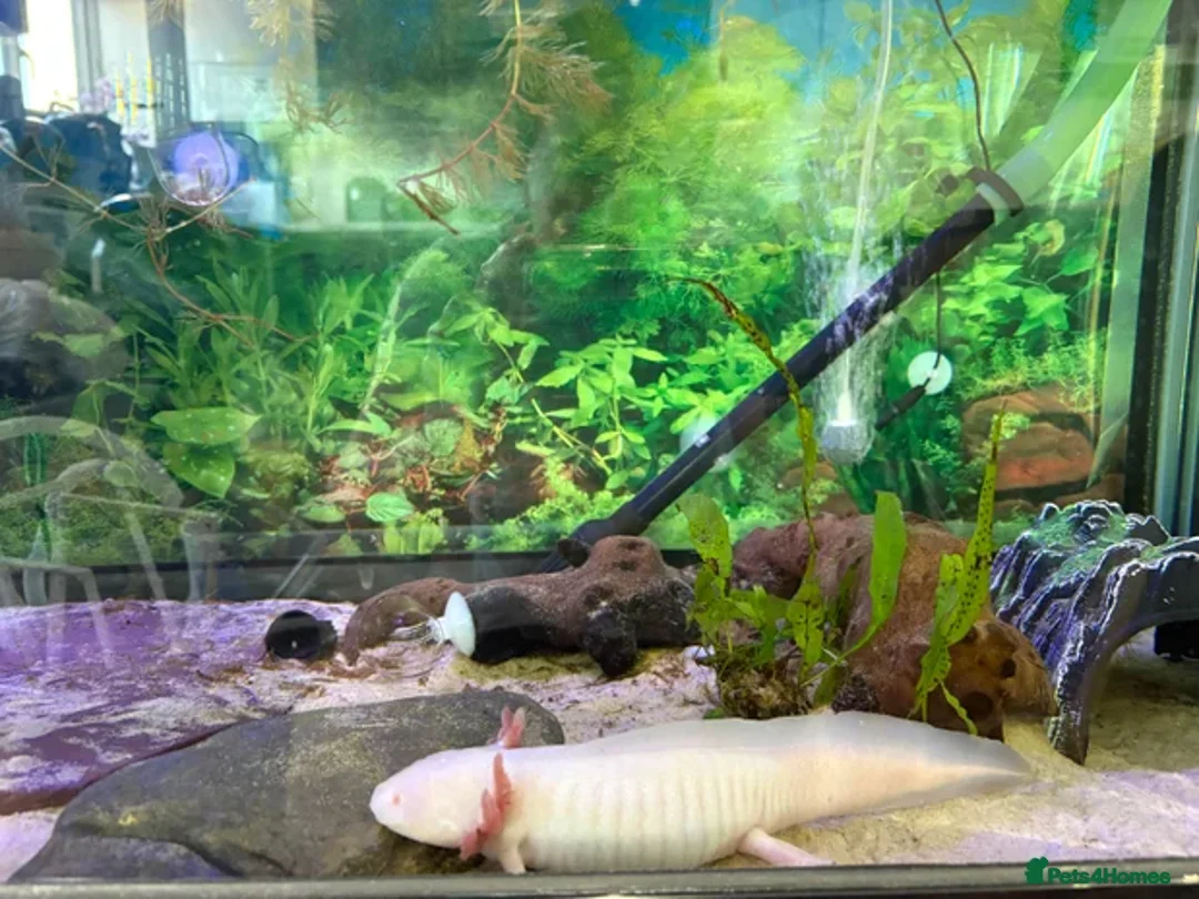 Axolotl reptiles for sale: Juvenile Pink leucistic albino axolotls £35 each - Advert 1
