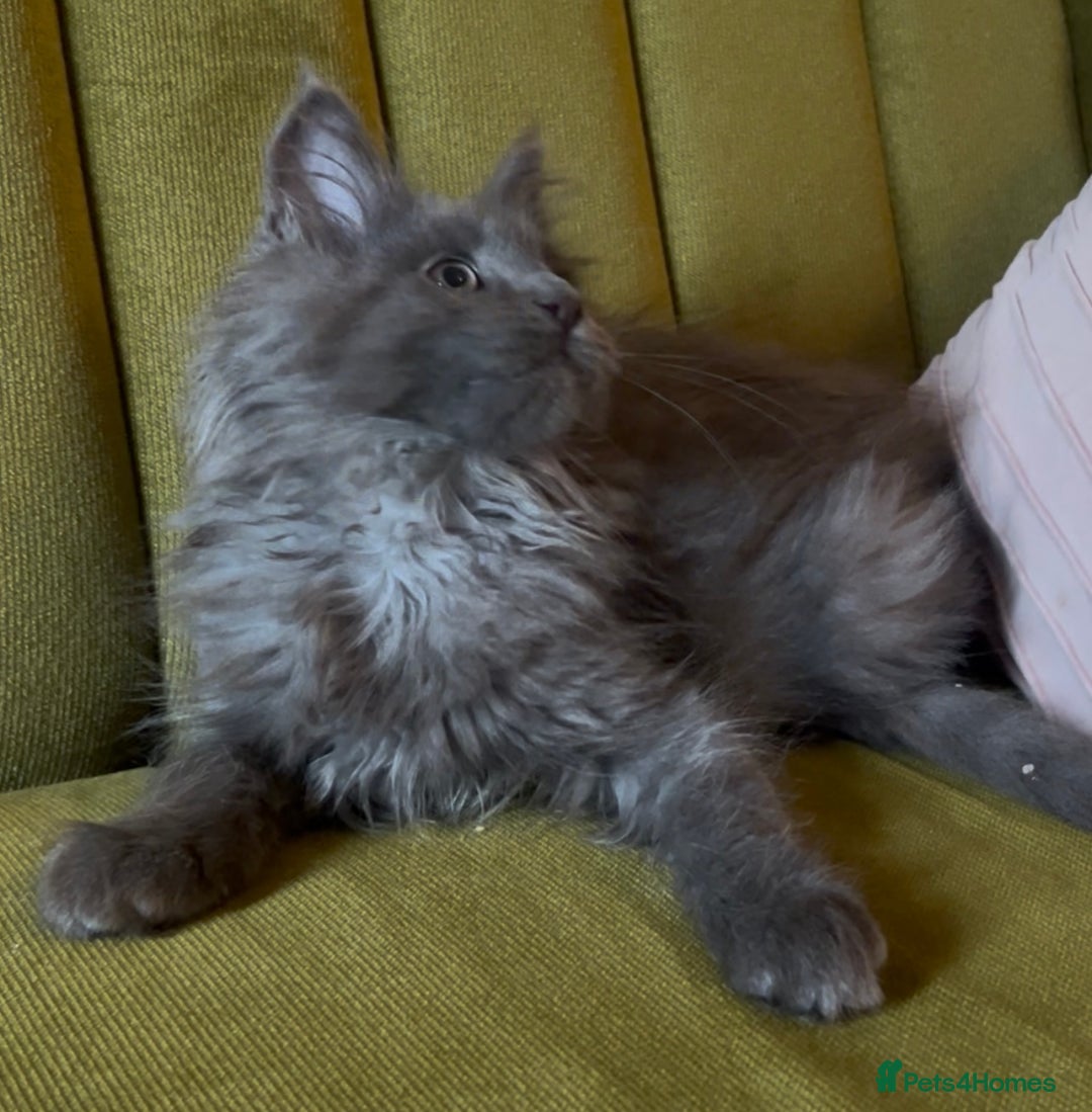 Maine Coon cats for sale: Maine Coon girls READY NOW Russian sired  - Image 13
