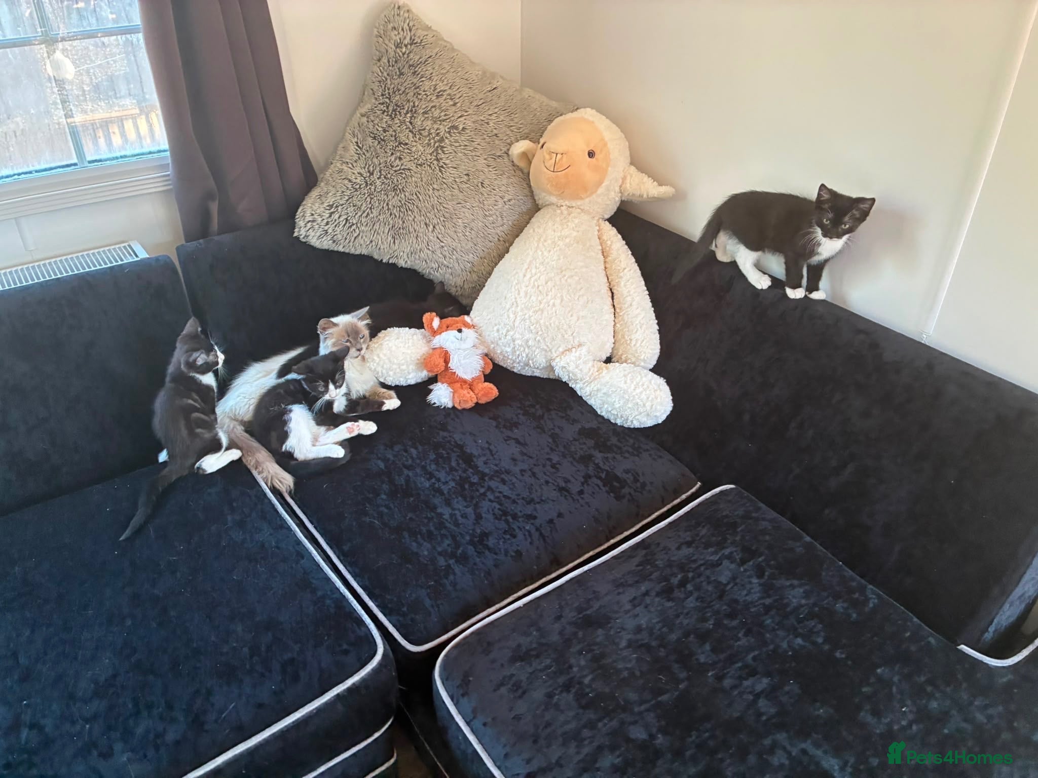 Mixed Breed cats Ragdoll cross Tiger Tabby kittens - Advert 1