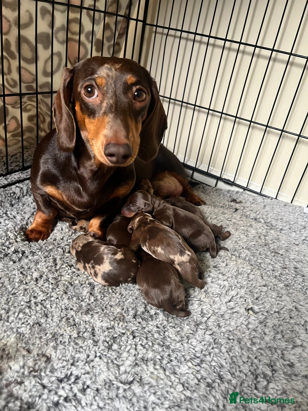Miniature Dachshund dogs for sale: Beautiful Dachshund puppy’s  - Image 2