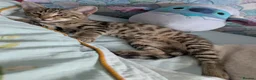 Bengal cats for sale: Friendly Adorable Bengal kittens  - Advert 13