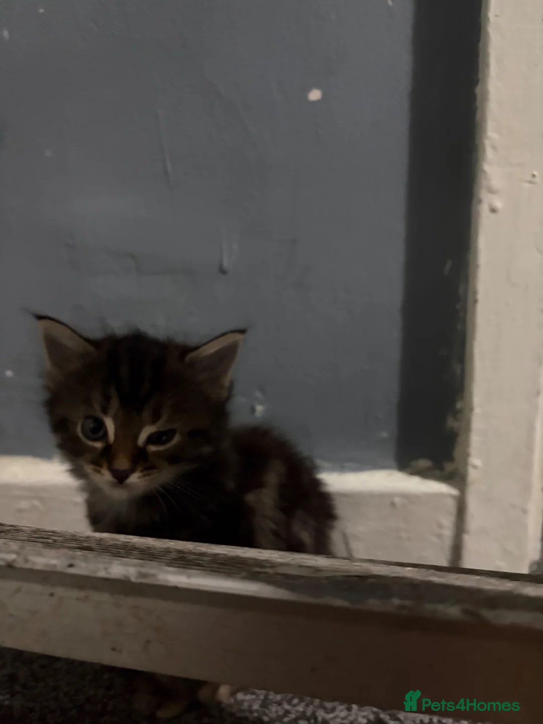 Mixed Breed cats for sale: Two Adorable Kittens Available  - Advert 7