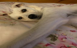 Mixed Breed dogs for adoption: Delmie  - Image 6