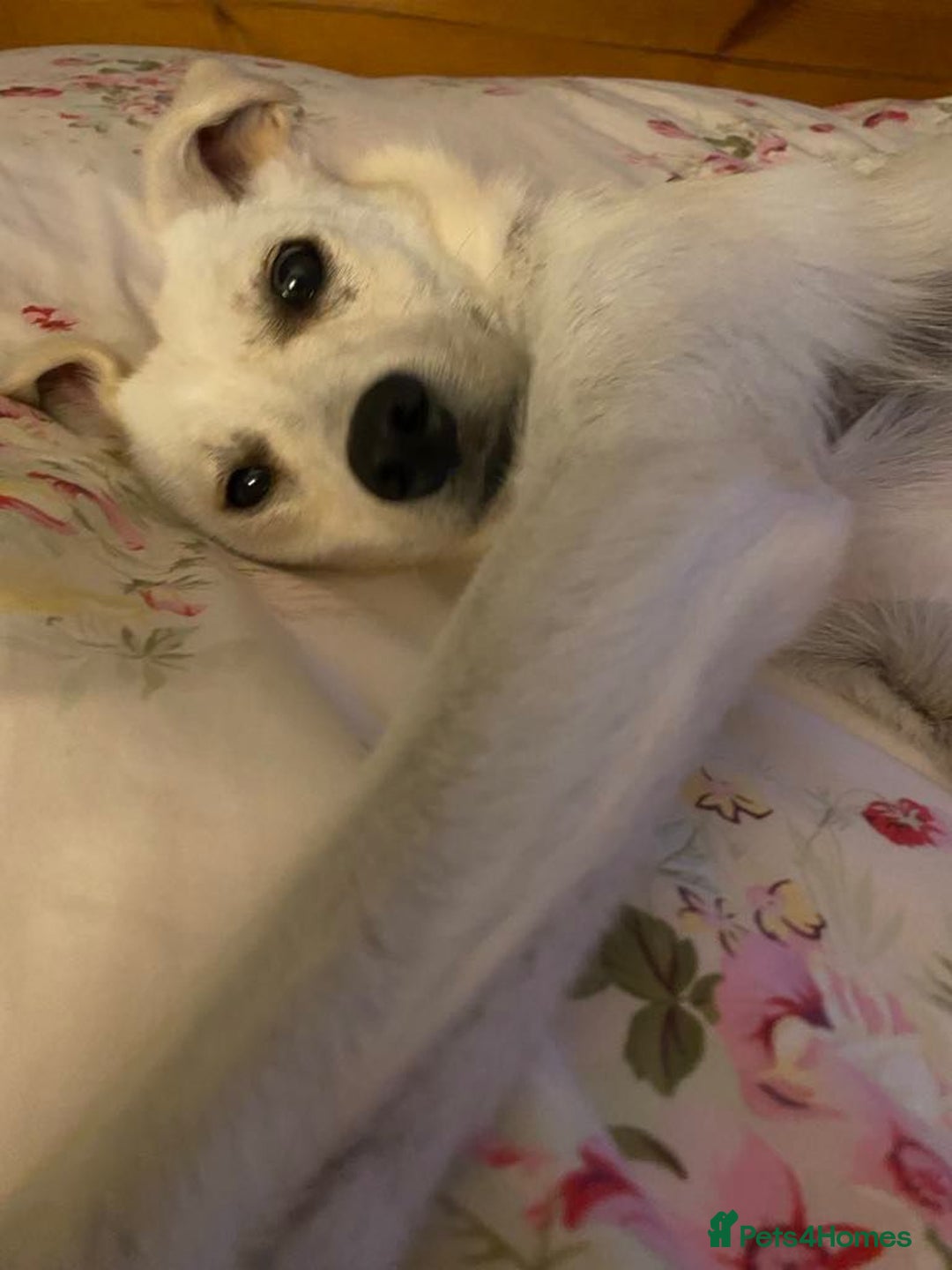 Mixed Breed dogs for adoption: Delmie  - Image 6