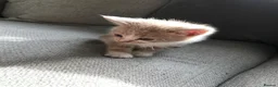 Mixed Breed cats for sale: 4 beautiful kittens  - Advert 13