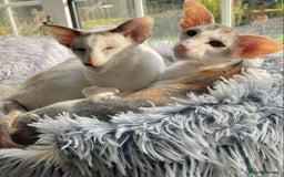 Oriental cats for sale: Oriental shorthair bicolour  - Image 2