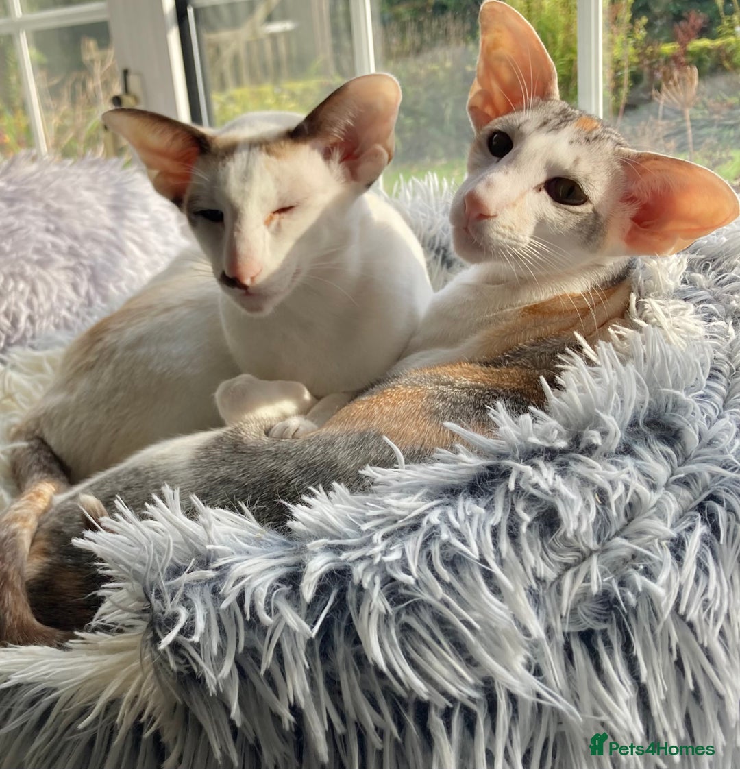 Oriental cats for sale: Oriental shorthair bicolour  - Image 2