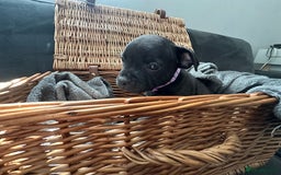 Staffordshire Bull Terrier dogs for sale: Blue and Black Staffordshire Bull Terriers - Image 17