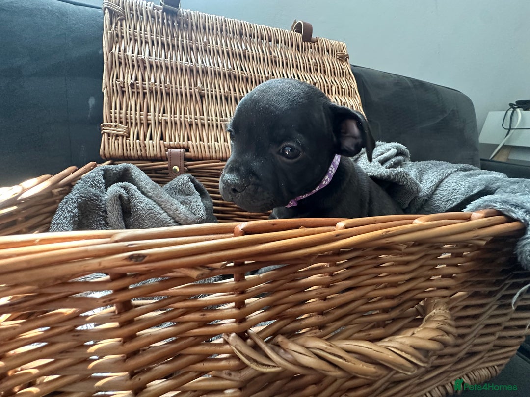 Staffordshire Bull Terrier dogs for sale: Blue and Black Staffordshire Bull Terriers - Image 17