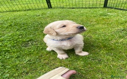 Golden Retriever dogs for sale: Golden retriever pups looking for forever homes  - Image 10