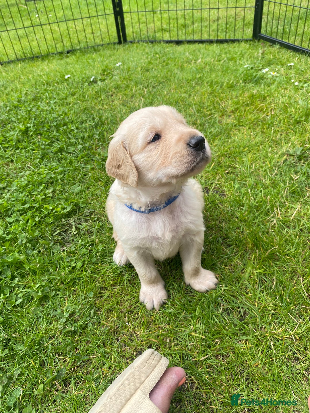 Golden Retriever dogs for sale: Golden retriever pups looking for forever homes  - Image 10