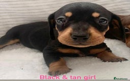 Miniature Dachshund dogs for sale: Kaneishan minature Daschund puppies  - Image 9
