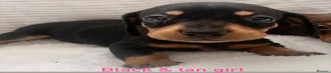 Miniature Dachshund Puppy 3