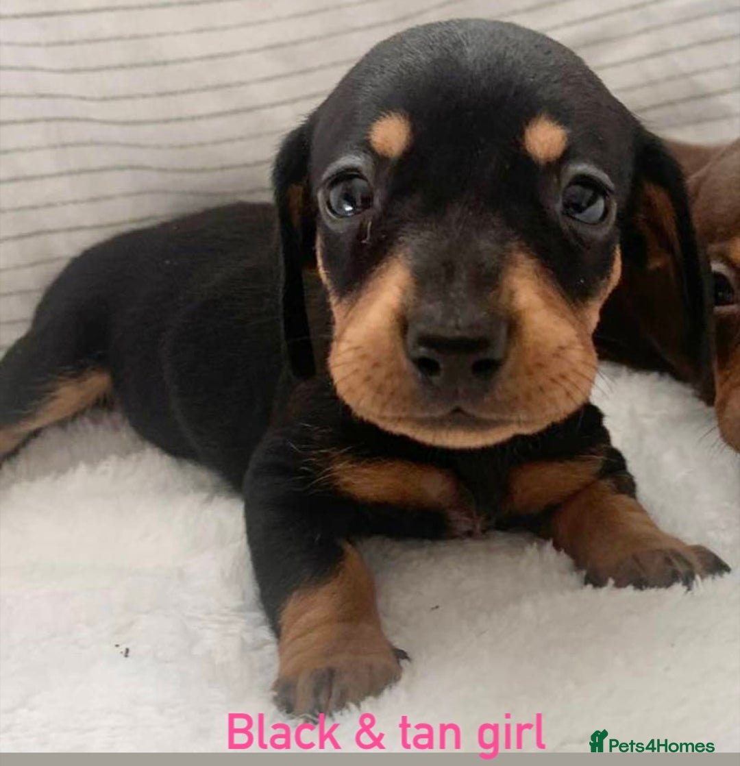 Miniature Dachshund dogs for sale: Kaneishan minature Daschund puppies  - Image 9