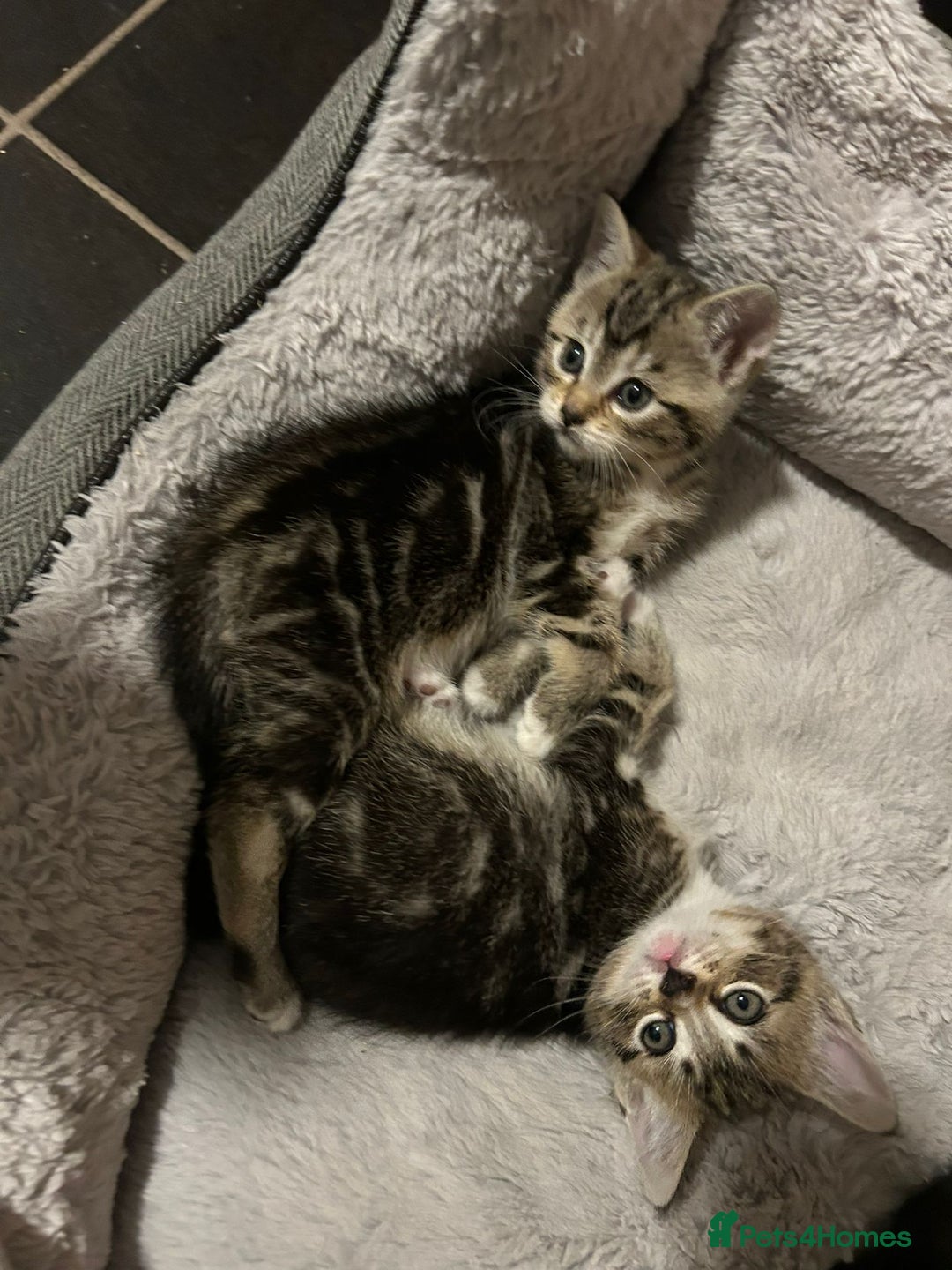 Mixed Breed cats for sale: Adorable kittens FOR SALE - Advert 5