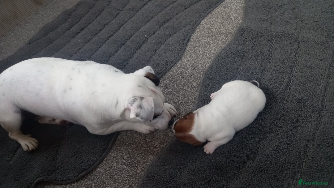 Jack Russell dogs for sale: Pure jackrussell pups ready for there forever home - Image 5
