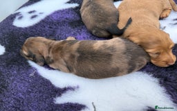Miniature Dachshund dogs for sale: Beautiful long haired dapple girl  - Image 3