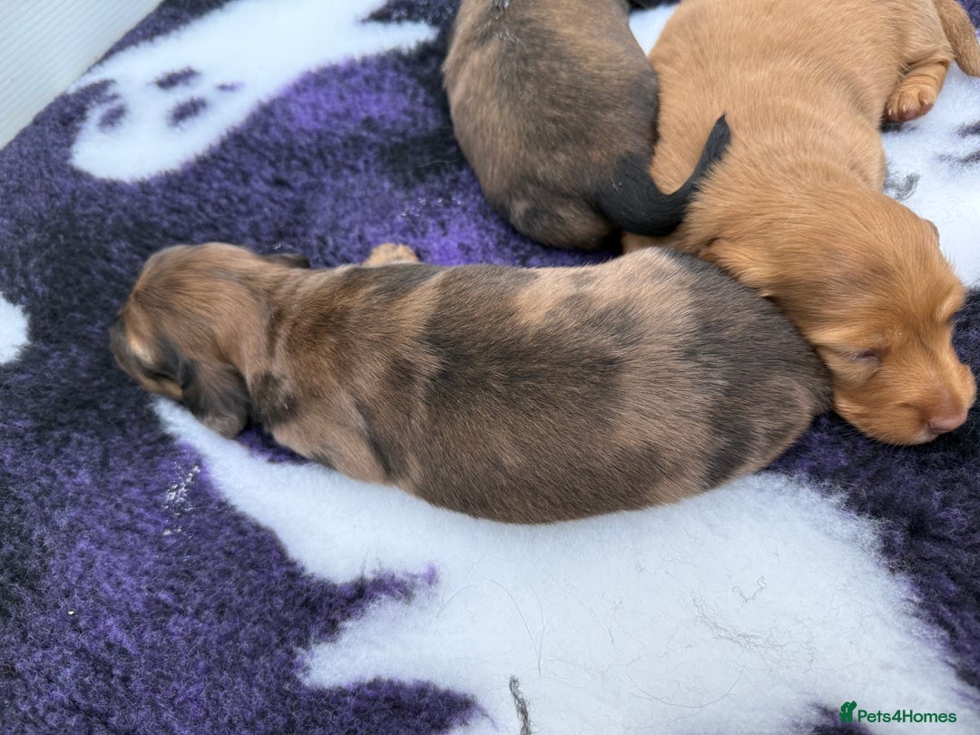 Miniature Dachshund dogs for sale: Beautiful long haired dapple girl  - Image 3