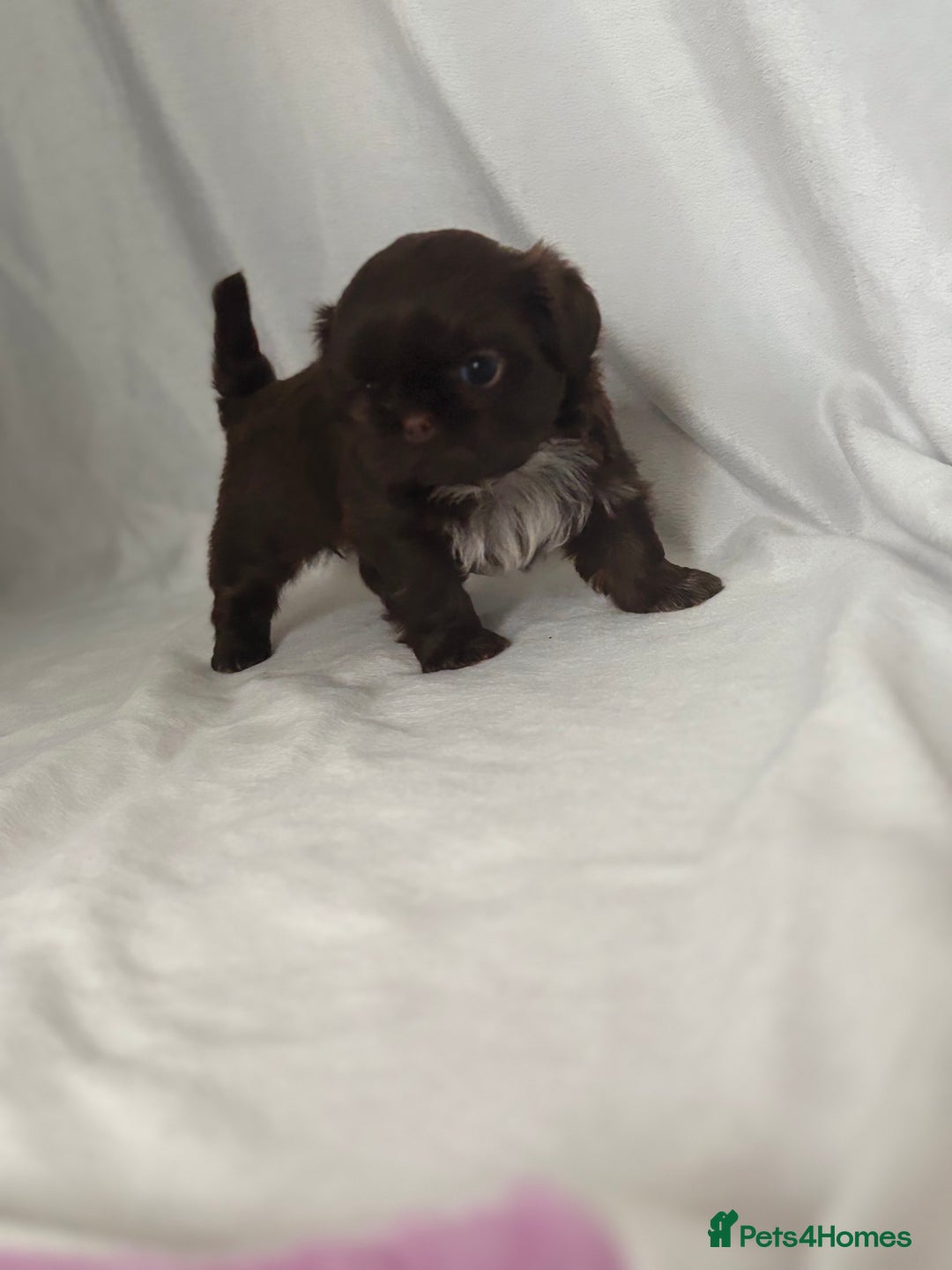 Shih Tzu dogs for sale: KC Imperial Shih Tzu puppies  - Advert 7