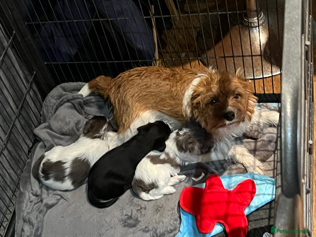 Jackapoo dogs for sale: Stunning Jackapoo Puppies - Advert 2