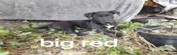 Lurcher dogs for sale: Bedlington greyhound x bull lurcher pups - Advert 6
