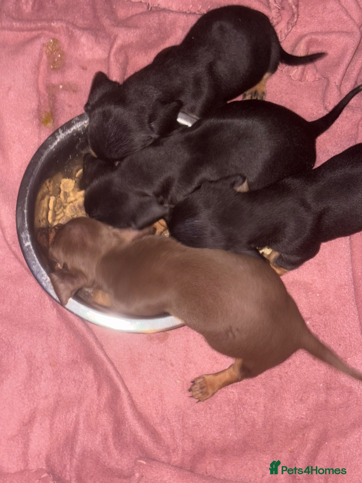 Miniature Dachshund dogs Ready now Kc Pedigree mini dachshund pups - Advert 17