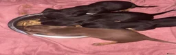 Miniature Dachshund dogs for sale: Ready now Kc Pedigree mini dachshund pups - Advert 1