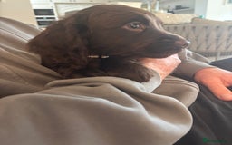 Cocker Spaniel dogs for sale: 3 boys left - Outstanding working cocker spaniels - Image 10