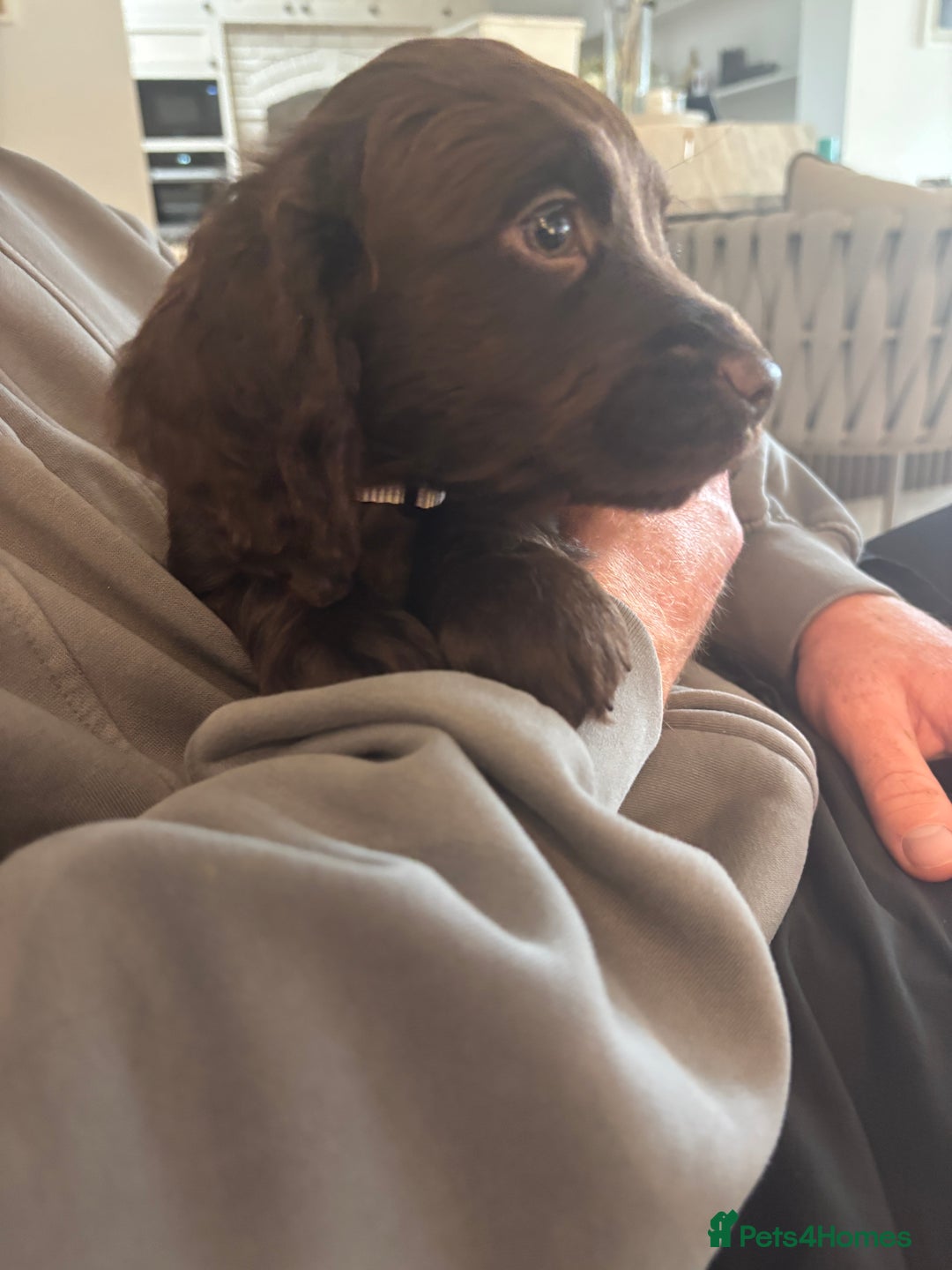 Cocker Spaniel dogs for sale: 3 boys left - Outstanding working cocker spaniels - Image 10