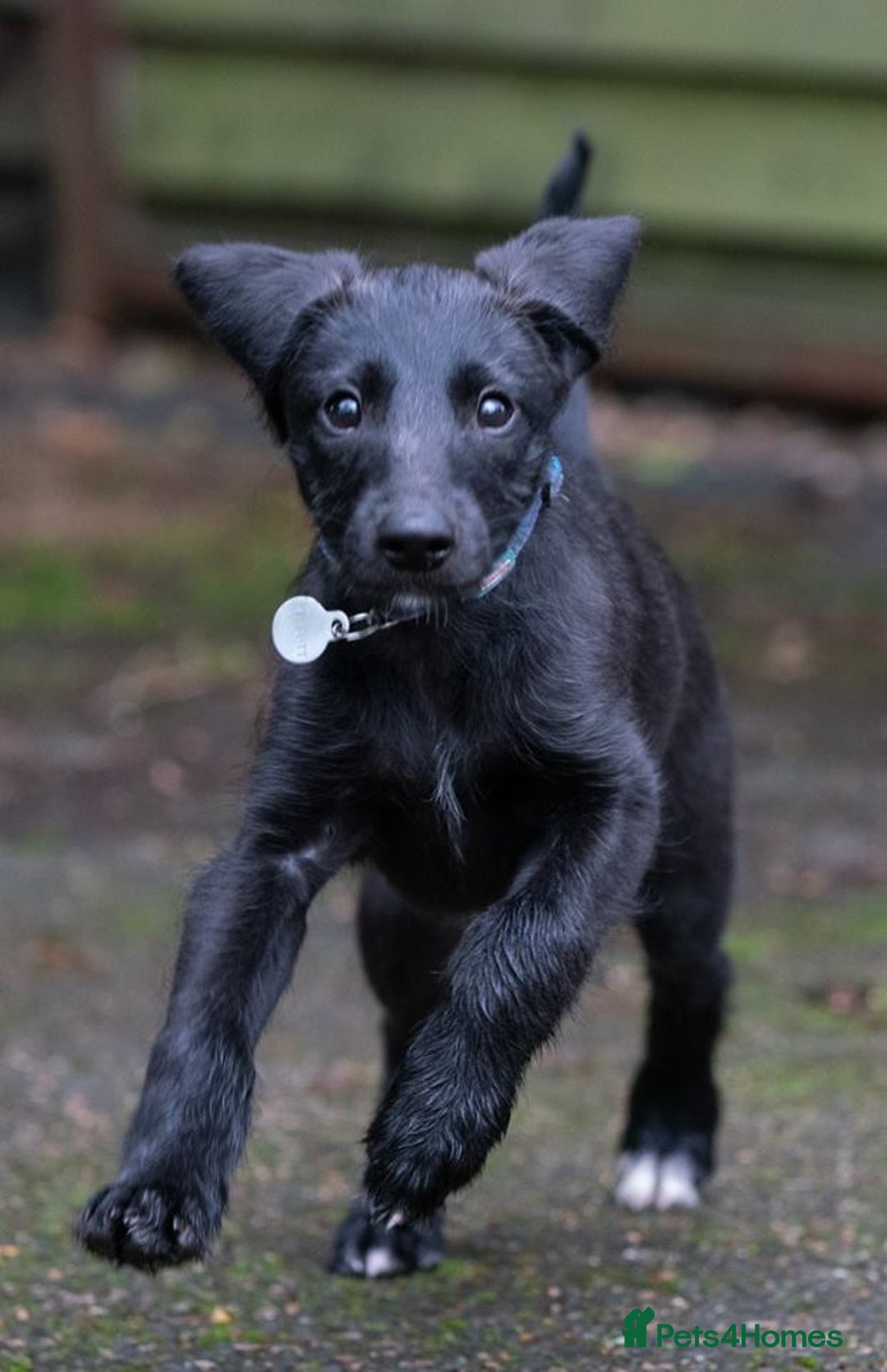 Whippet dogs for sale: Whippet Lurcher - Image 17