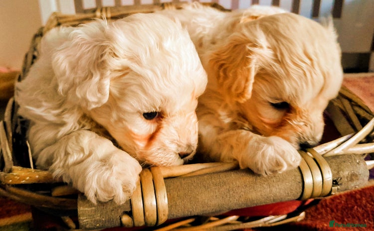 Maltipoo dogs - Advert 1