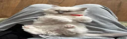 Ragdoll cats for sale: 4 Gorgeous Kittens Looking for Loving Homes 🐱 - Advert 9