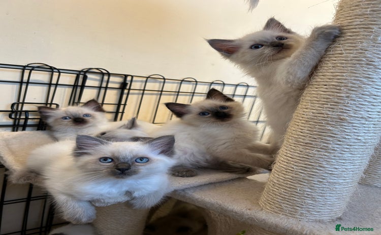 Ragdoll cats - Advert 5