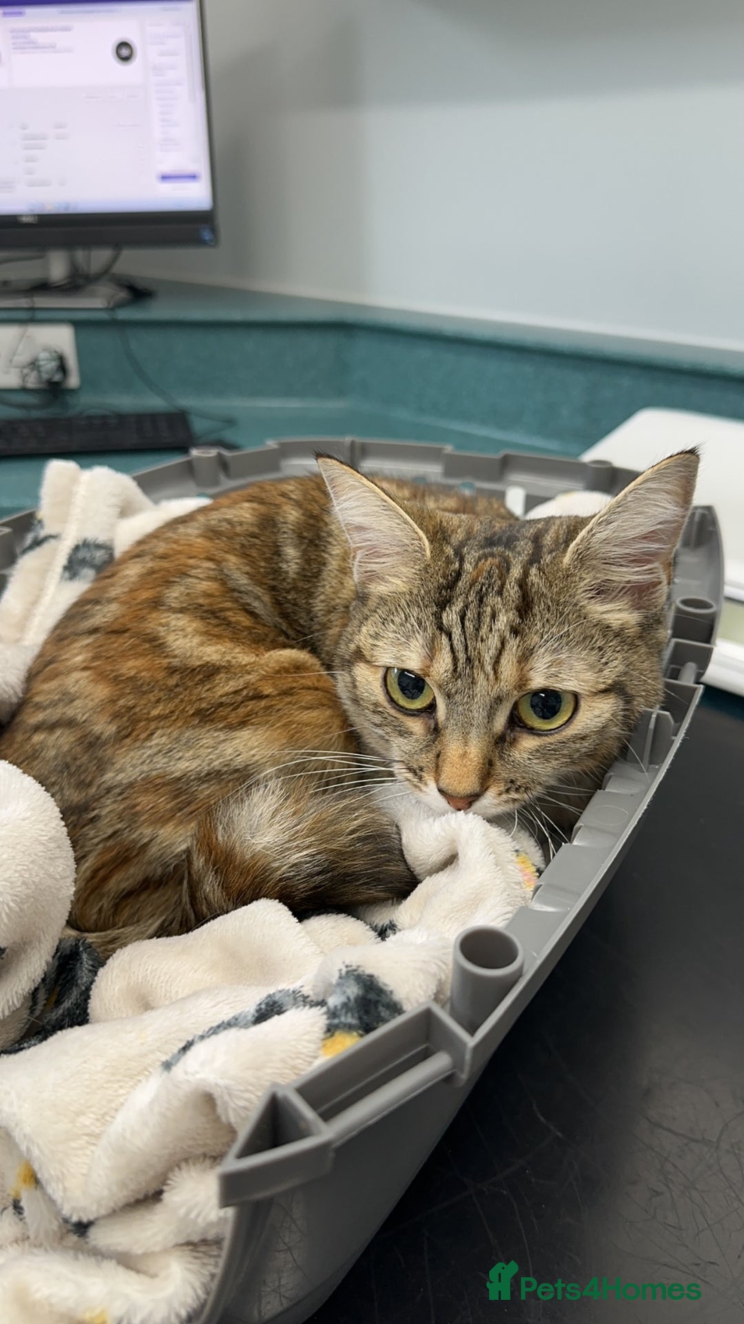 British Shorthair cats for sale: Whiskey - British Shorthair for sale - Advert 3