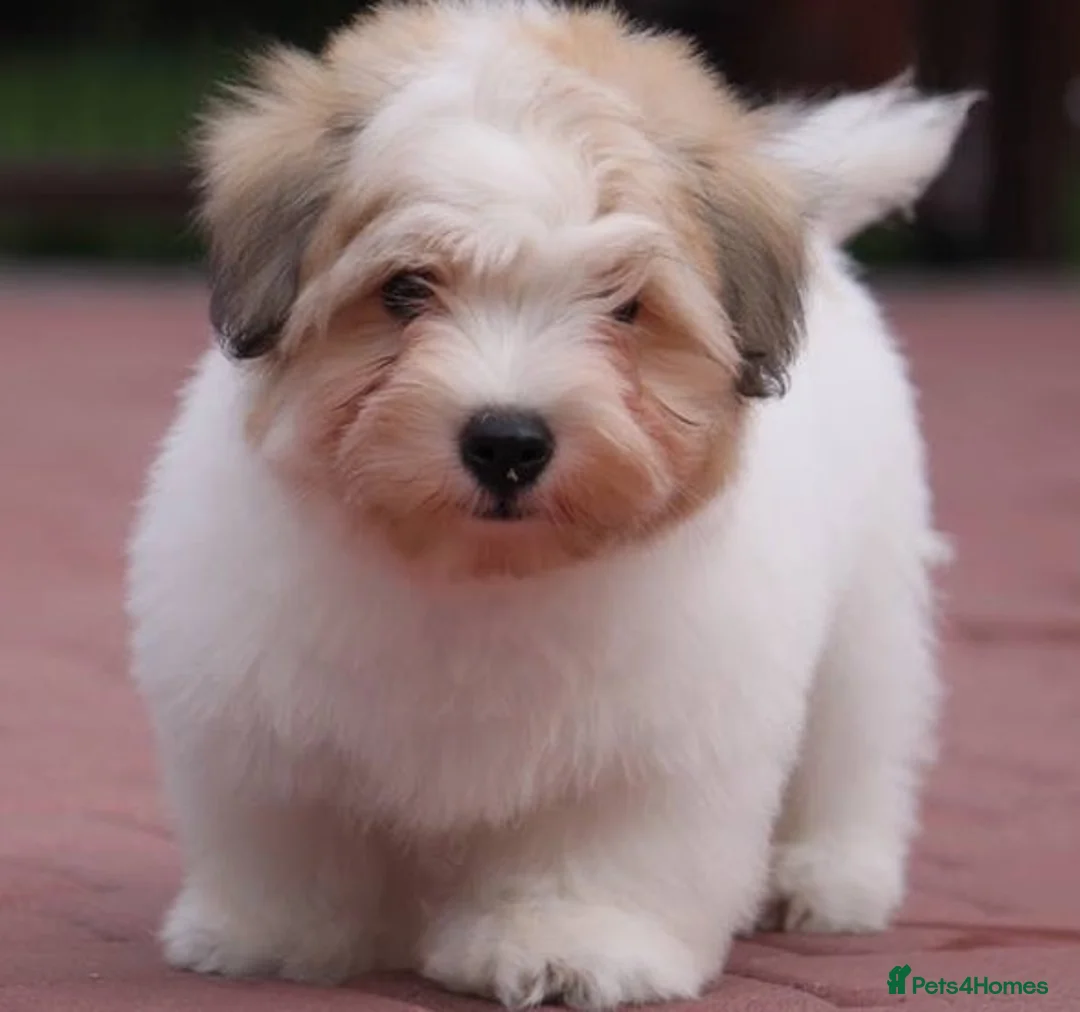 Coton De Tulear dogs for sale: K.C reg Coton de Tulear Puppies inc World Champion - Advert 25