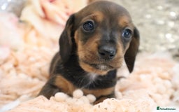 Miniature Dachshund dogs for sale: KC Registered Miniature Dachshund Puppies - Image 10