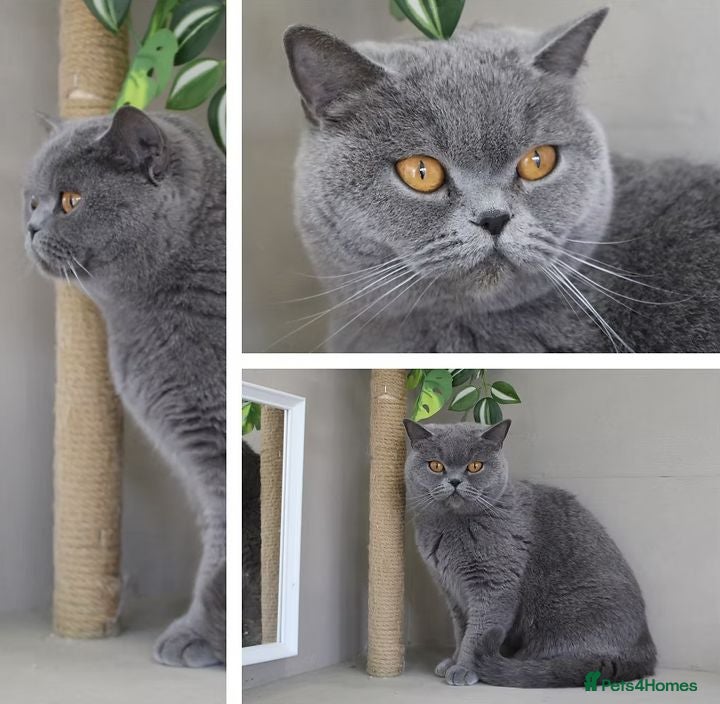 British Shorthair cats 💙🩵Stunning Skye Available💙🩵 Pedigree BSH Blue - Advert 1