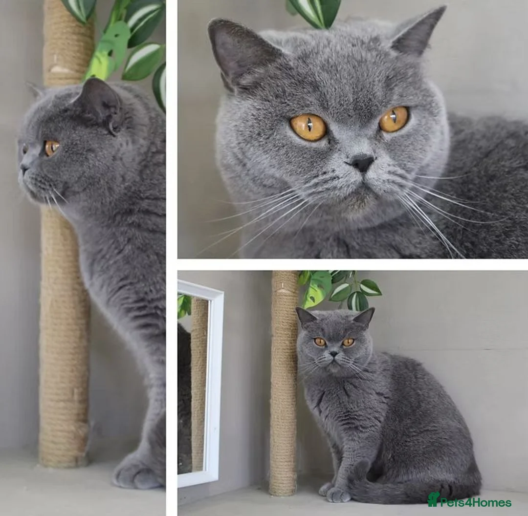 British Shorthair cats for sale: 💙🩵Stunning Skye Available💙🩵 Pedigree BSH Blue - Advert 1