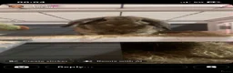English Lop rabbits for sale: Mochi in Mexborough - Advert 2