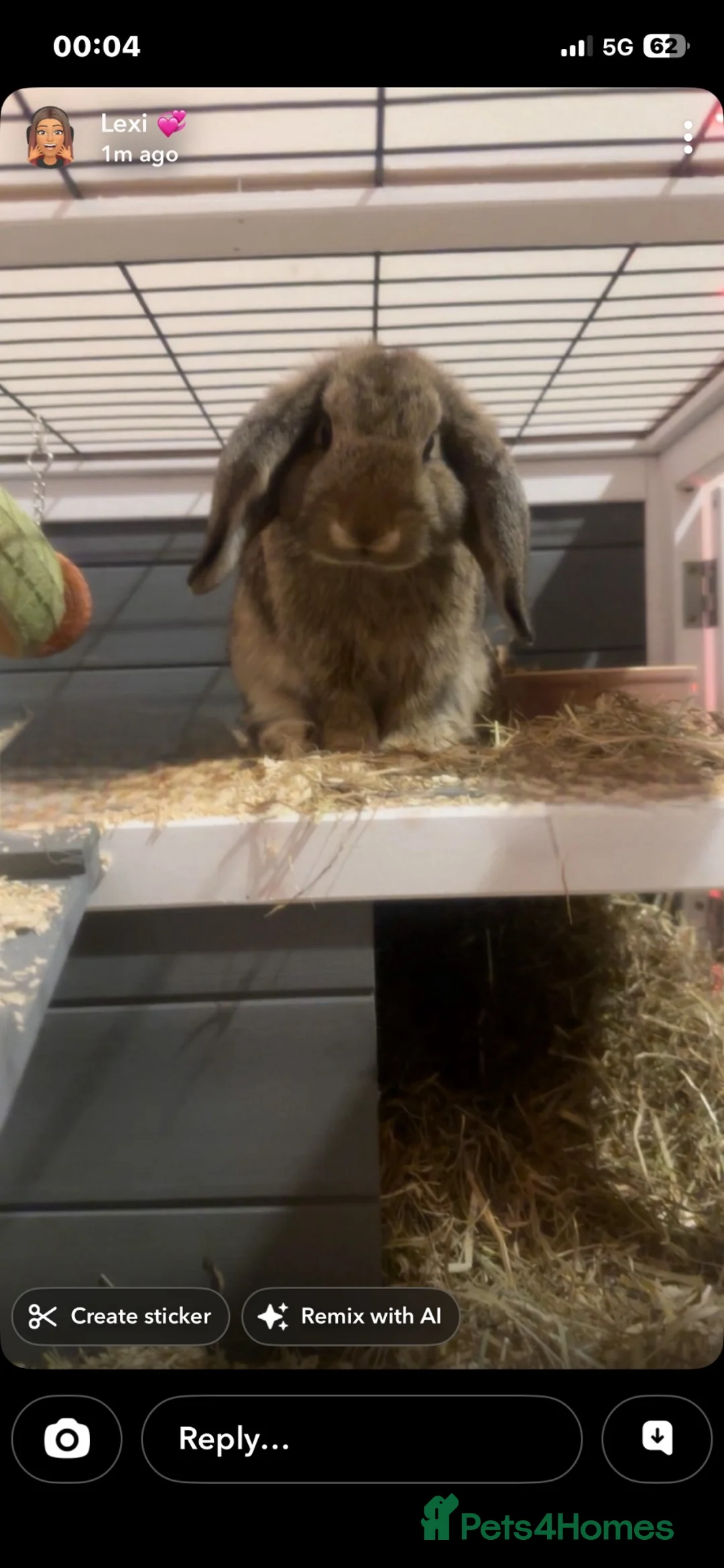 English Lop rabbits for sale: Mochi in Mexborough - Advert 2