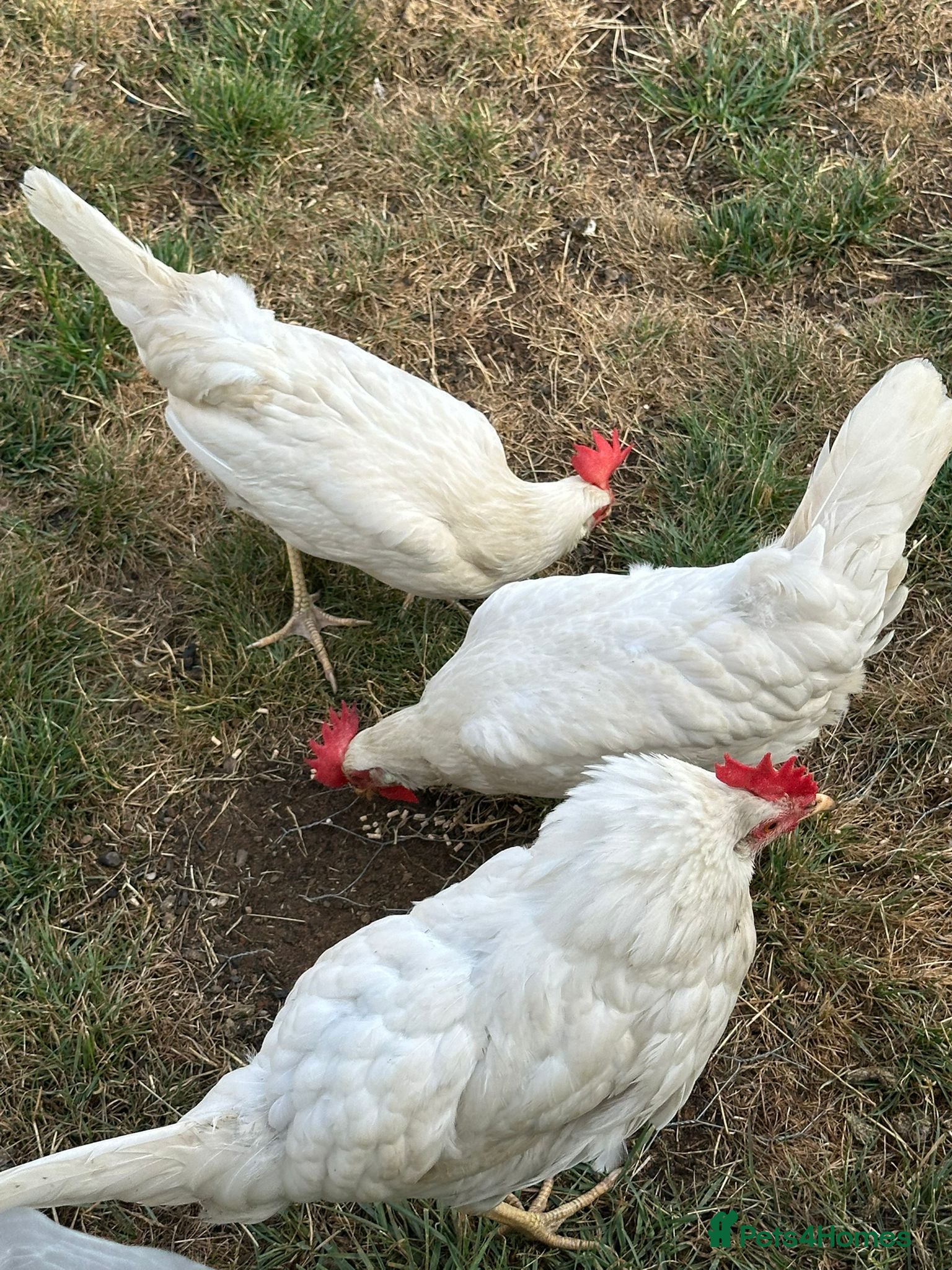 Chickens poultry White Leghorns Pullets Layers - Advert 1