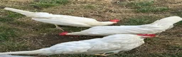 Chickens poultry for sale: White Leghorns Pullets Layers - Advert 1