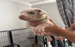 Mixed Breed dogs for sale: American Bulldog X Mastiff mix  - Image 30