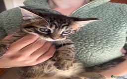 Mixed Breed cats for sale: Maine Coon Cross Kittens  - Image 11